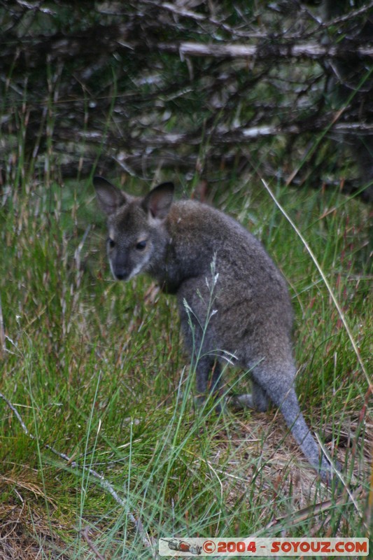 Overland Track - baby Wallaby
Mots-clés: animals animals Australia Wallaby