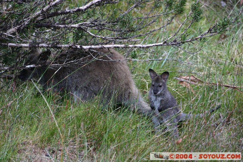 Overland Track - baby Wallaby
Mots-clés: animals animals Australia Wallaby