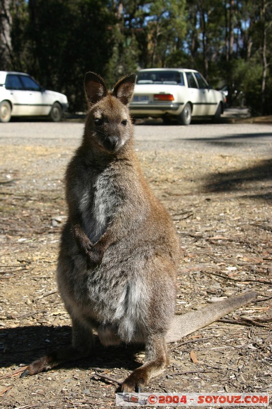 Overland Track - Wallaby
Mots-clés: animals animals Australia Wallaby
