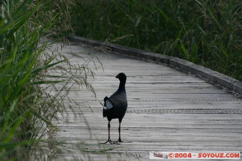 Tamar Island Wetlands park - Purple swamphen
Mots-clés: oiseau Purple swamphen