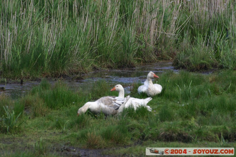 Tamar Island Wetlands park
Mots-clés: oiseau oie