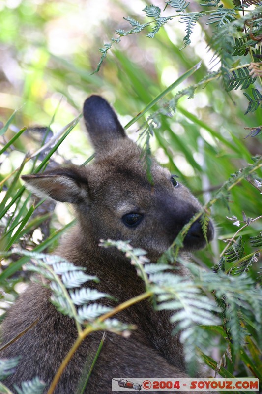 Freycinet National Park - Wallaby
Mots-clés: animals animals Australia Wallaby