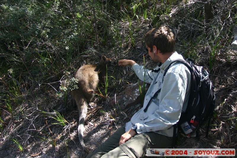 Freycinet National Park - Wallaby
Mots-clés: animals animals Australia Wallaby