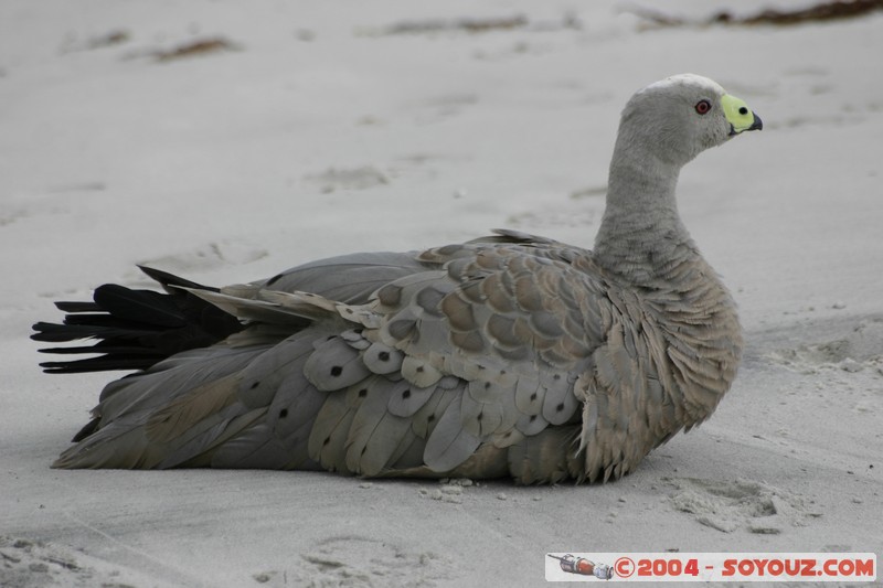 Maria Island - Cape Barren Goose
Mots-clés: animals oiseau Cape Barren Goose
