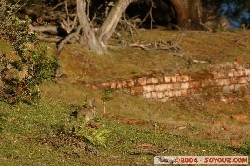 Tasman Peninsula - Coal Mines Historic Site - Lapin
Mots-clés: animals Lapin sunset