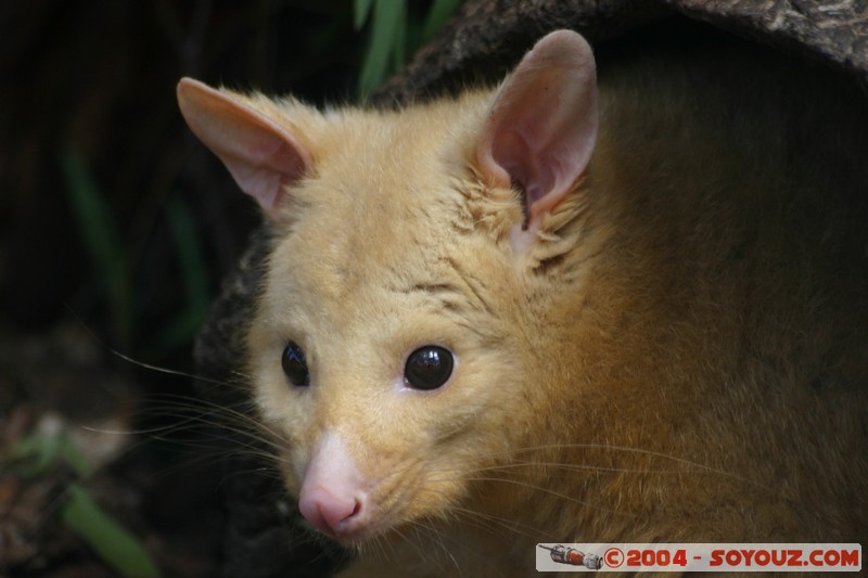 Australian animals - Golden Brushtail Possum
Mots-clés: animals animals Australia Golden Brushtail Possum Possum