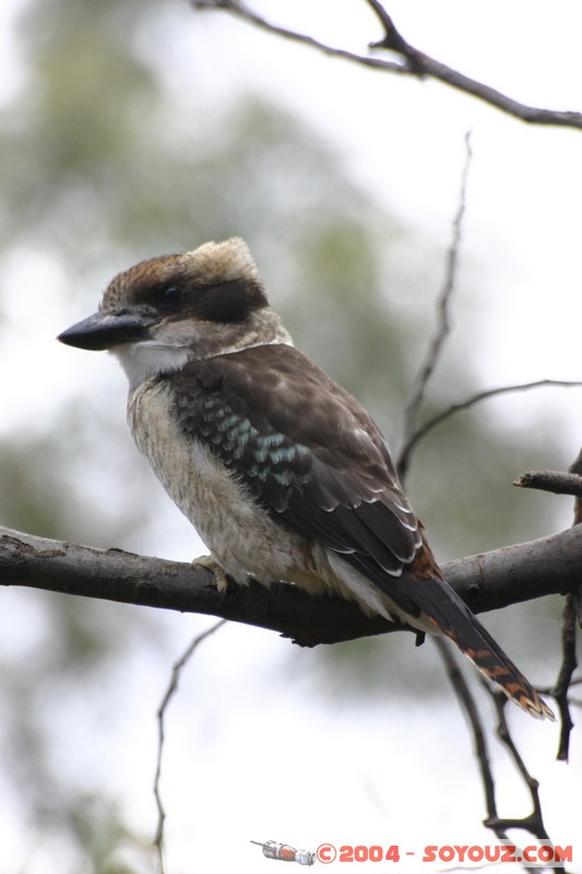 Australian animals - Kookaburra
Mots-clés: animals animals Australia Kookaburra oiseau