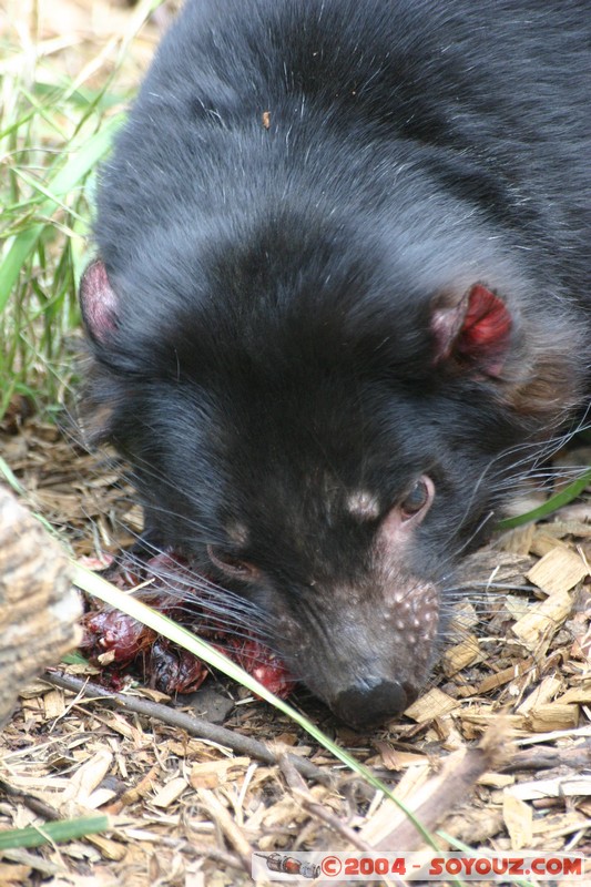 Australian animals - Tasmanian Devil
Mots-clés: animals animals Australia Tasmanian Devil Diable de Tasmanie