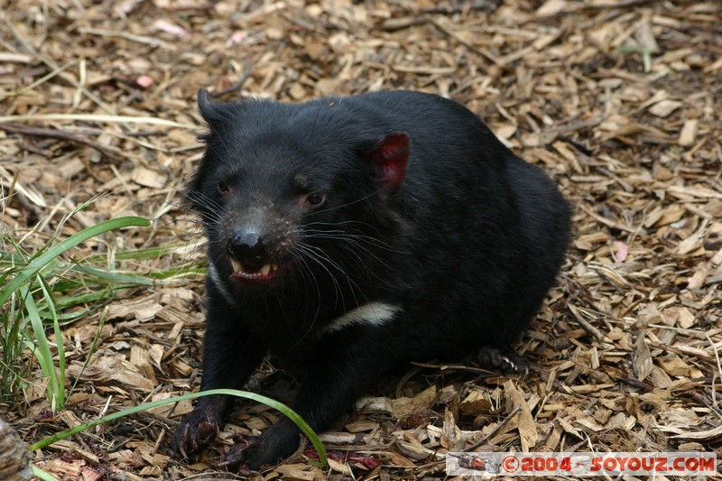 Australian animals - Tasmanian Devil
Mots-clés: animals animals Australia Tasmanian Devil Diable de Tasmanie