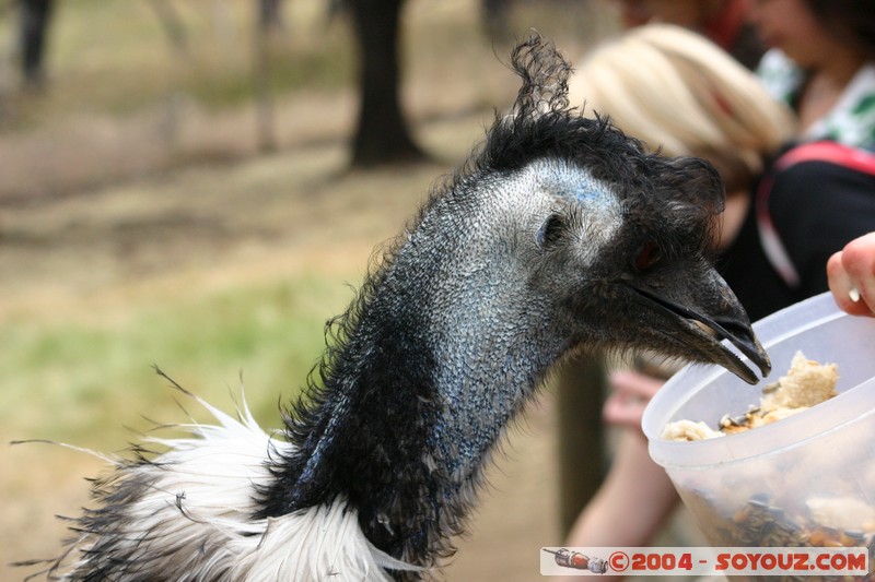 Australian animals - Emu
Mots-clés: animals animals Australia oiseau Emu