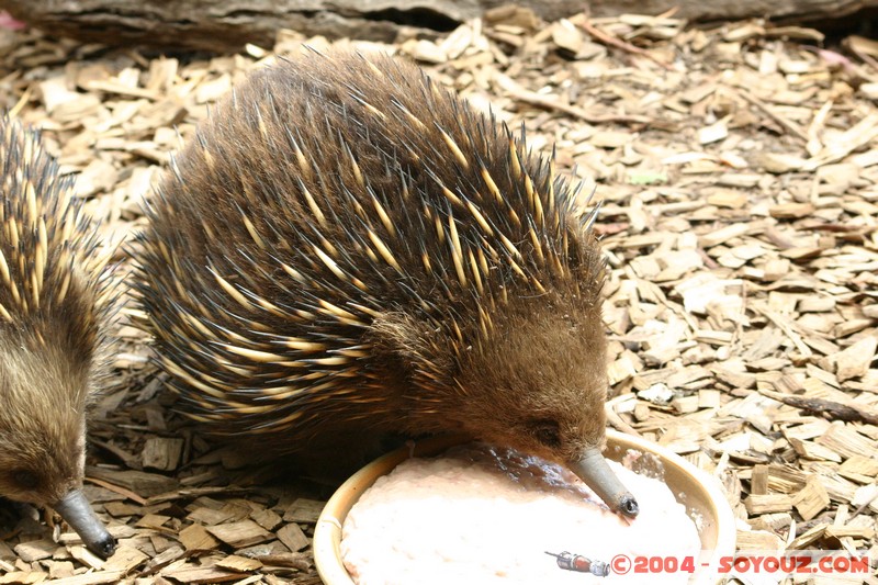 Australian animals - Echidna
Mots-clés: animals animals Australia Echidna