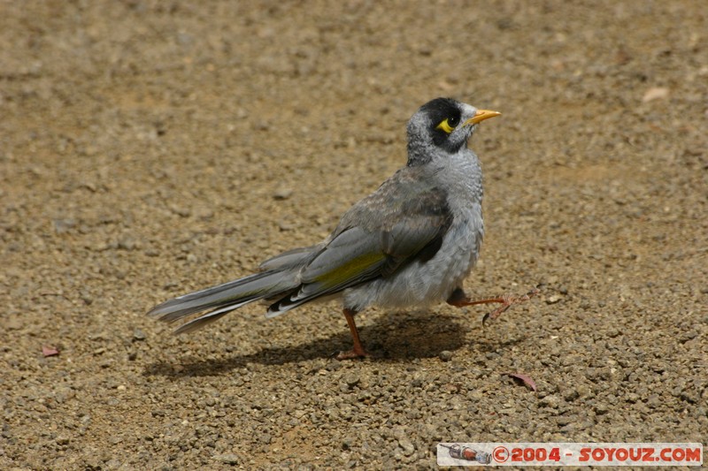 Australian animals - Noisy Miner
Mots-clés: animals animals Australia oiseau Noisy Miner