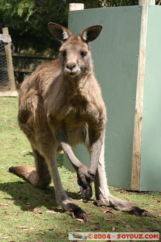 Australian animals - Kangaroo
Mots-clés: animals animals Australia Kangaroo kangourou