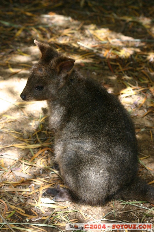 Australian animals - Pademelon
Mots-clés: animals animals Australia Pademelon