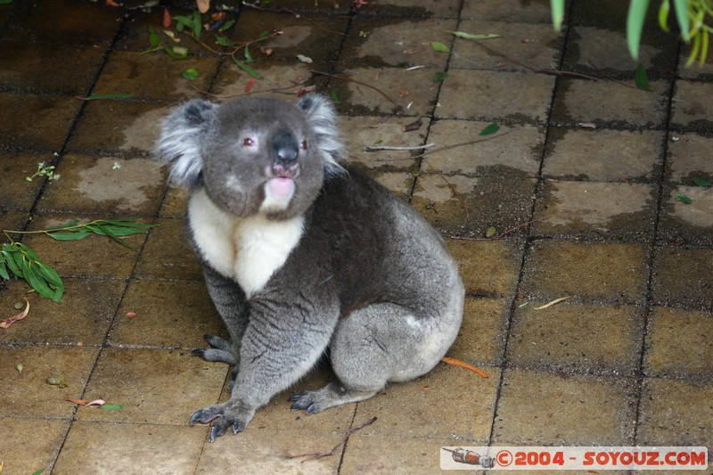 Australian animals - Koala
Mots-clés: animals animals Australia koala