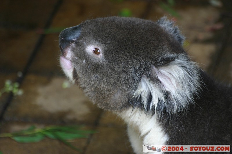 Australian animals - Koala
Mots-clés: animals animals Australia koala