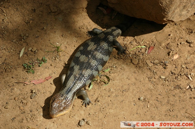 Australian animals - Blue tongue lizard
Mots-clés: animals animals Australia blue tongue lizard lezard