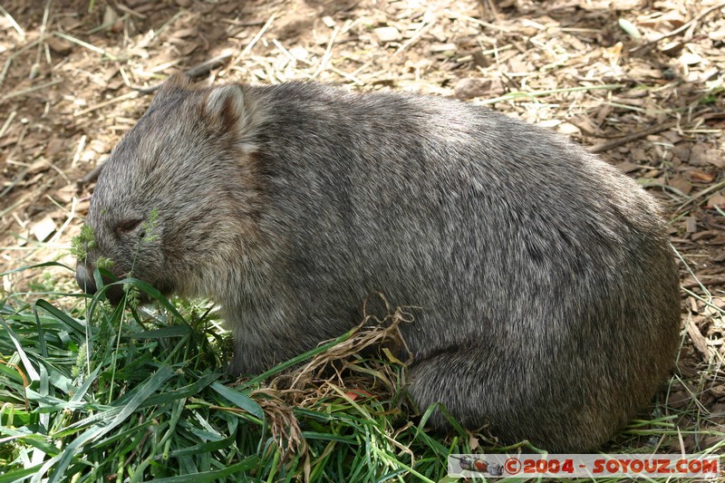Australian animals - Wombat
Mots-clés: animals animals Australia Wombat