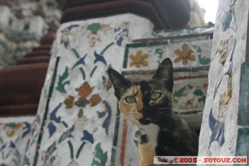 Bangkok - Wat Arun - Curious Cat
Mots-clés: thailand animals chat