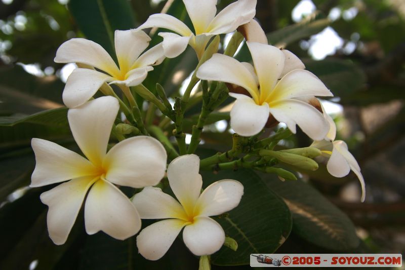Ayutthaya - Flower
Mots-clés: thailand fleur