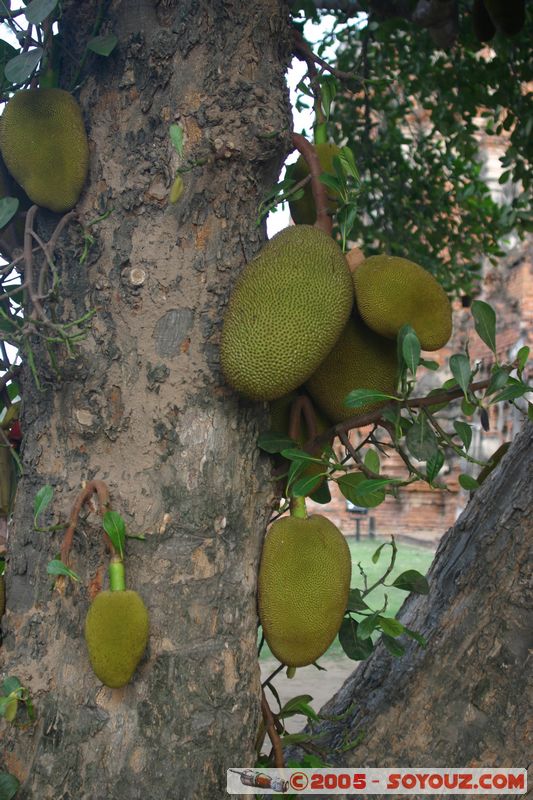 Ayutthaya - Jackfruit
Mots-clés: thailand fruit