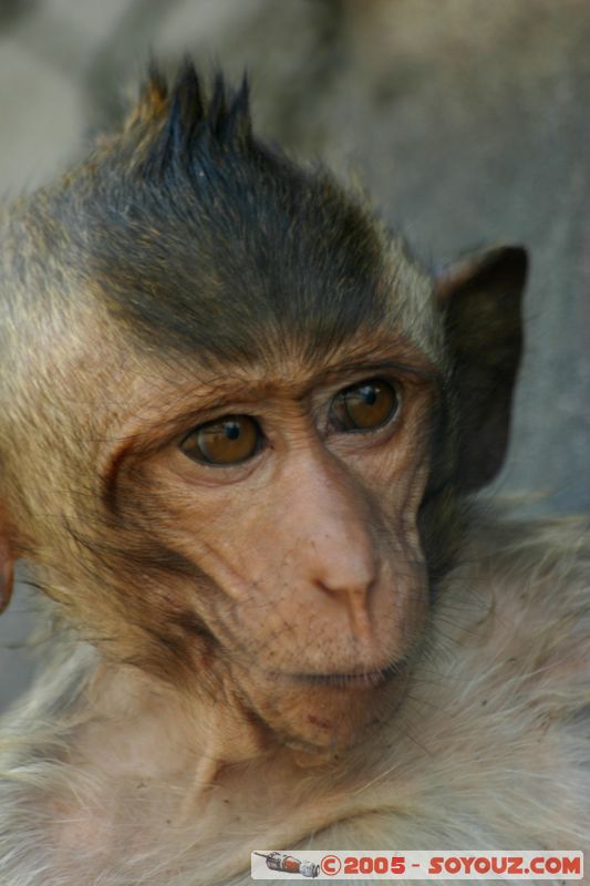 Lop Buri - Monkey
Mots-clés: thailand animals singes