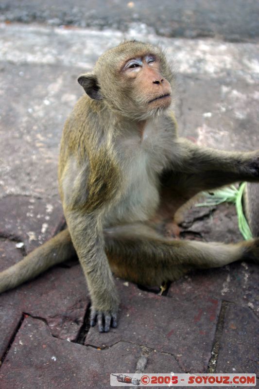 Lop Buri - Monkey
Mots-clés: thailand animals singes