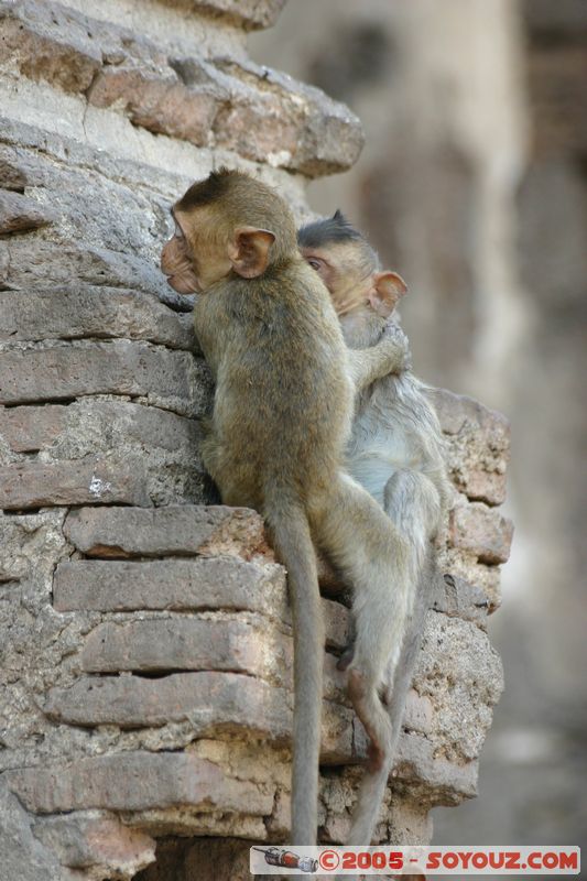 Lop Buri - Phra Prang Sam Yod - Monkey
Mots-clés: thailand animals singes