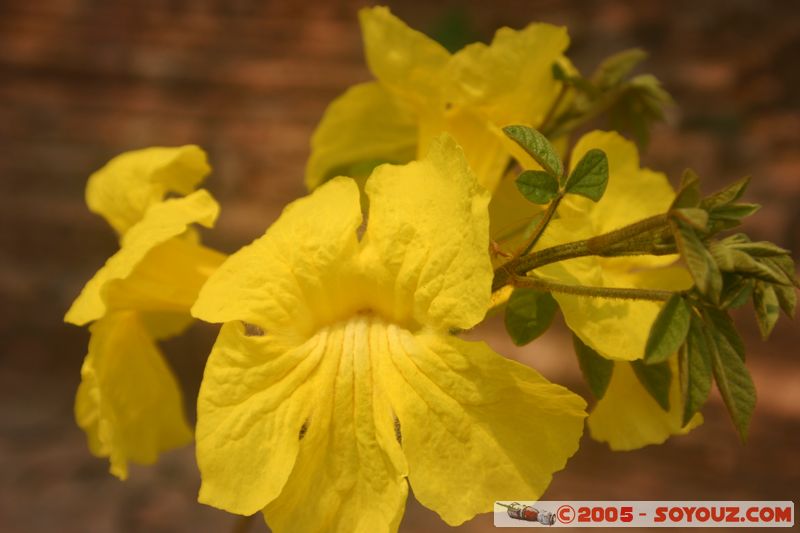 Golden Triangle - Chiang Saen - Flower
Mots-clés: thailand fleur
