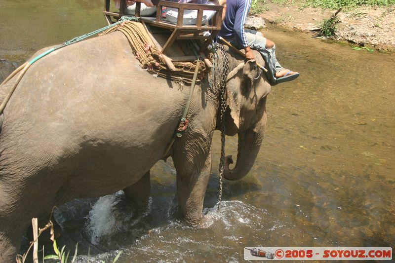Around Chiang Mai - Elephant tour
Mots-clés: thailand animals Elephant