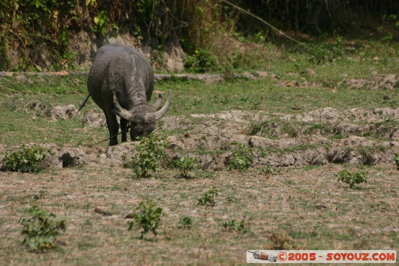 Around Chiang Mai - Water Buffalo
Mots-clés: thailand animals vaches Buffle