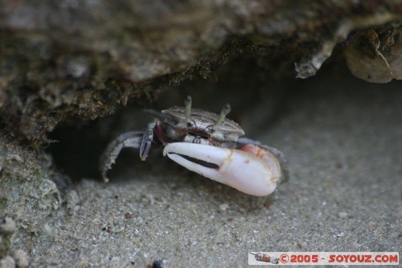 Krabi - West Rai Leh - Crab
Mots-clés: thailand animals crabe