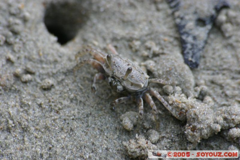 Krabi - West Rai Leh - Crab
Mots-clés: thailand animals crabe