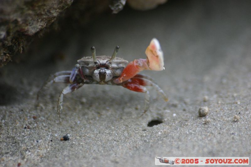 Krabi - West Rai Leh - Crab
Mots-clés: thailand animals crabe