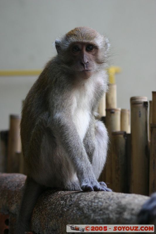 Krabi - West Rai Leh - Monkey
Mots-clés: thailand animals singes