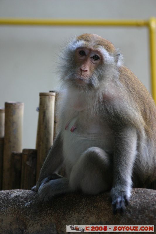 Krabi - West Rai Leh - Monkey
Mots-clés: thailand animals singes