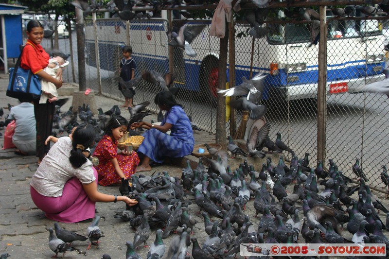 Yangon
Mots-clés: myanmar Burma Birmanie animals oiseau pigeon personnes