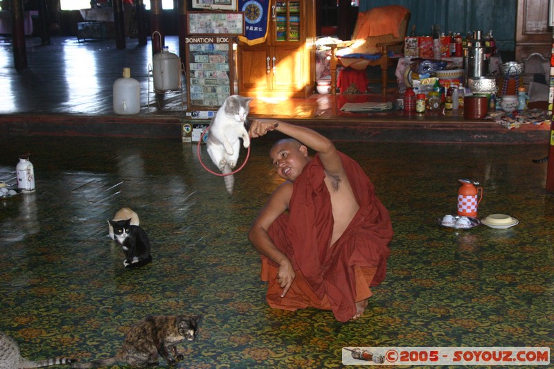 Inle lake - Nga Phe Kyaung - Jumping cat
Mots-clés: myanmar Burma Birmanie Pagode animals chat Bonze Lac