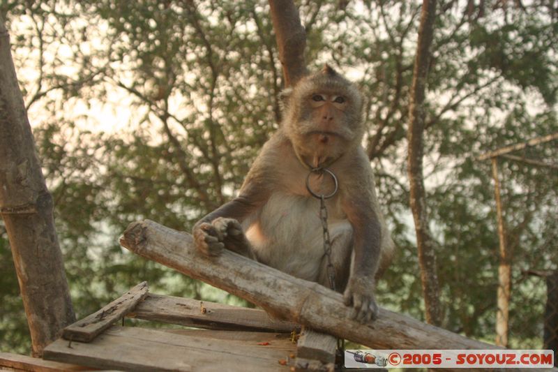 Chau Doc - Nui Sam - Monkey
Mots-clés: Vietnam sunset animals singes