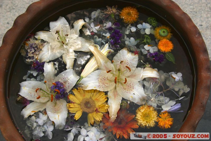 Dalat - Vuon Hoa (Flower Gardens)
Mots-clés: Vietnam fleur