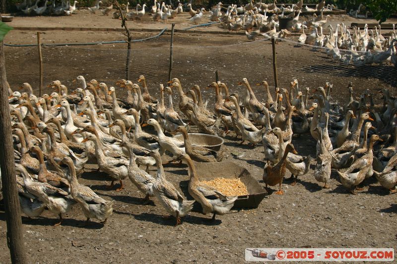 Around Dalat - Gooses
Mots-clés: Vietnam animals oiseau oie