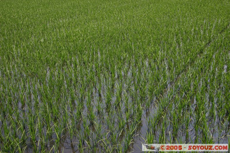 Around Dalat - Rice paddies
Mots-clés: Vietnam Riziere