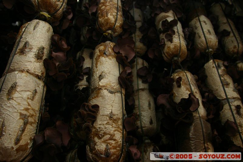 Around Dalat - Mushroom Farm
Mots-clés: Vietnam champignon