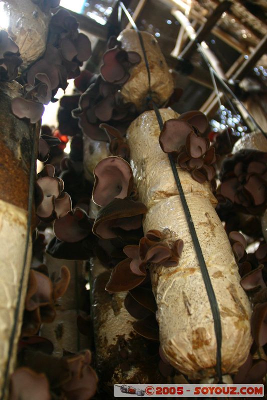 Around Dalat - Mushroom Farm
Mots-clés: Vietnam champignon