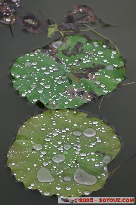 Hue Citadel - Water lily
Mots-clés: Vietnam plante