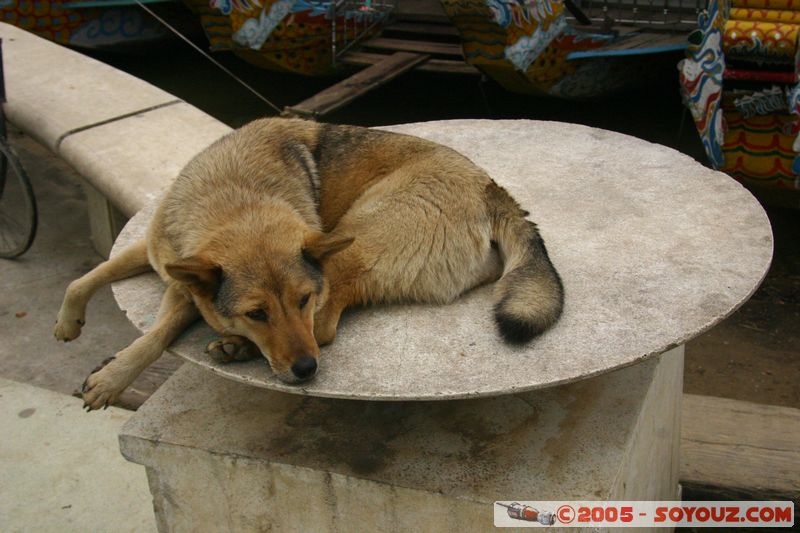 Hue - Resting dog
Mots-clés: Vietnam animals chien