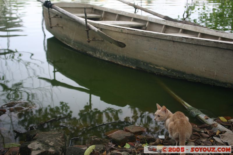 Hanoi - Ngoc Son Temple - Boat
Mots-clés: Vietnam animals chat Lac bateau