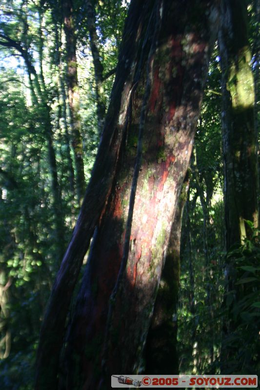 Mots-clés: Cameron Highlands Jungle Treking Malaysia Tanah Rata Tea Plantations