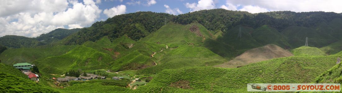 Vue panoramique sur les plantations de thé
Panoramique view on tea plantation
Mots-clés: Cameron Highlands Jungle Treking Malaysia Tanah Rata Tea Plantations
