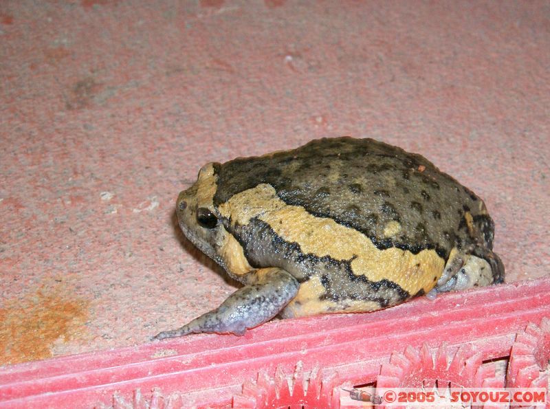 Un crapaud dans la chambre
a toad in the room
Mots-clés: Jungle Treking Kuala Tahan Malaysia Taman Negara canopy walkway tropical rain forest
